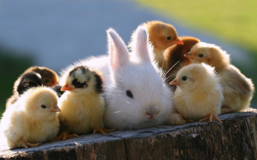 bunny and chicks
