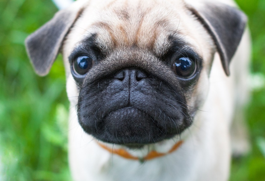 a pug