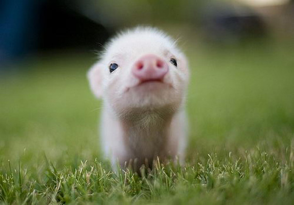 a piglet