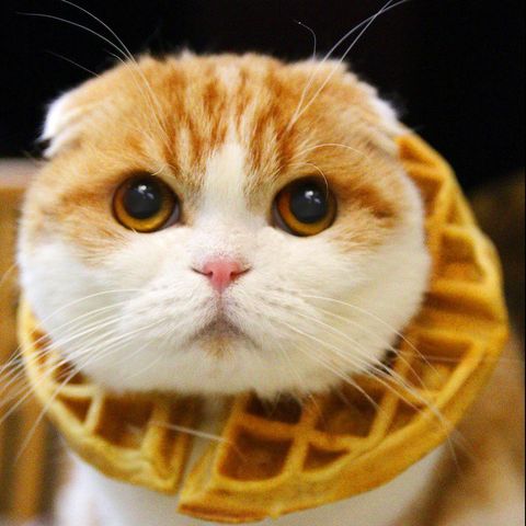 a cat in a waffle